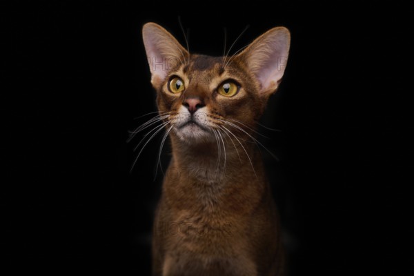 Abyssinian cat (Felis catus), looking curiously, in studio with black background, animal portrait, Austria