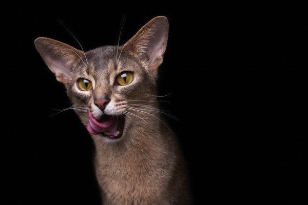 Abyssinian cat (Felis catus), licking its mouth, showing its tongue, in studio with black background, animal portrait, Austria
