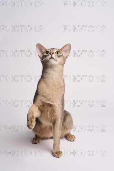 Abyssinian cat (Felis catus), raises paw, in studio with white background, animal portrait, Austria