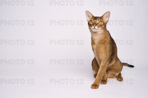 Abyssinian cat (Felis catus), crossing paws, in studio with white background, animal portrait, Austria