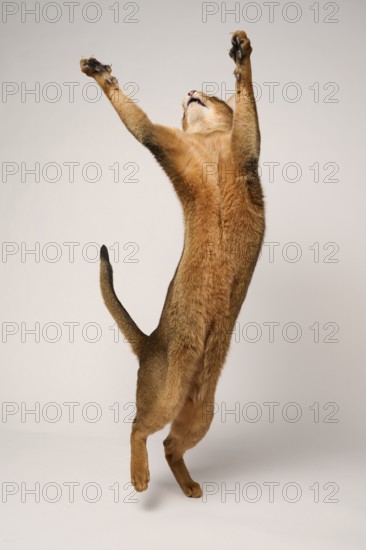 Abyssinian cat (Felis catus), stretching, jumping, in studio with white background, animal portrait, Austria