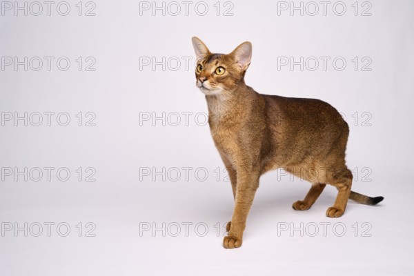 Abyssinian cat (Felis catus), in studio with white background, animal portrait, Austria