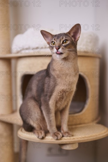 Abyssinian cat (Felis catus), sitting on the scratching post, showing the tongue, animal portrait, Austria