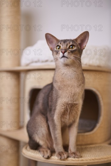 Abyssinian cat (Felis catus), sitting on the scratching post, animal portrait, Austria