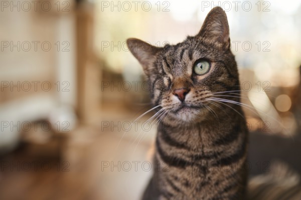 Tabby cat (Felis silvestris catus), blind in one eye, in the living room, animal portrait, Austria
