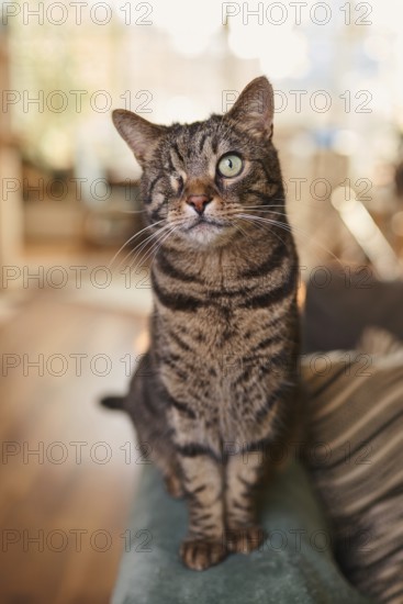 Tabby cat (Felis silvestris catus), blind in one eye, in the living room, animal portrait, Austria