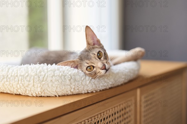 Abyssinian cat (Felis catus), lying in a cuddly bed, animal portrait, Austria