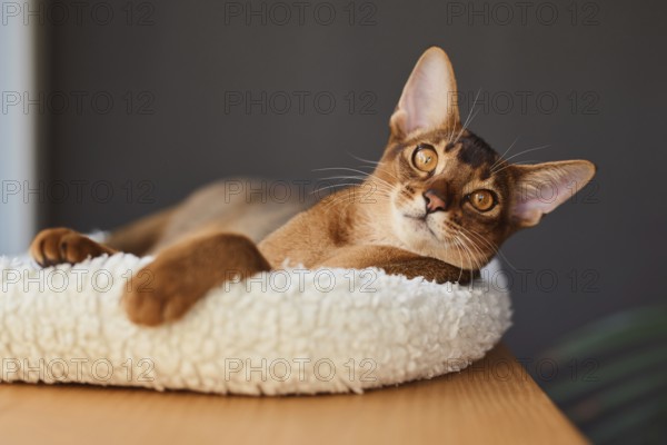 Abyssinian cat (Felis catus), lying in a cuddly bed, animal portrait, Austria