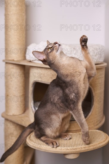 Abyssinian cat (Felis catus), raises its paw, on the scratching post, animal portrait, Austria
