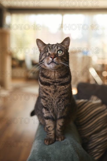 Tabby cat (Felis silvestris catus), blind in one eye, in the living room, animal portrait, Austria