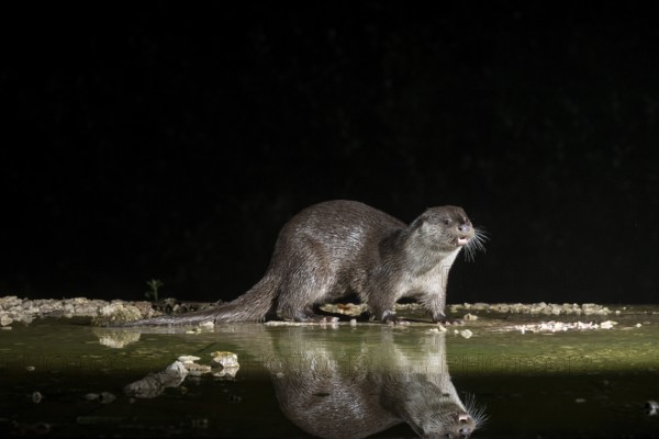 Otter (Lutra lutra), by a stream, Nostranska, Slovenia