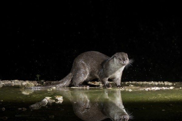 Otter (Lutra lutra), by a stream, Nostranska, Slovenia