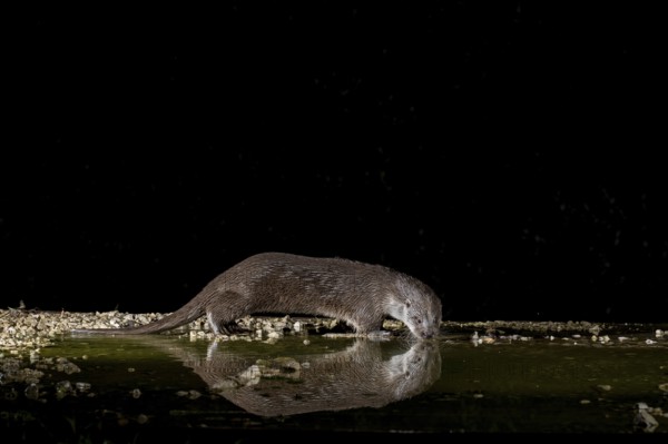 Otter (Lutra lutra), by a stream, Nostranska, Slovenia
