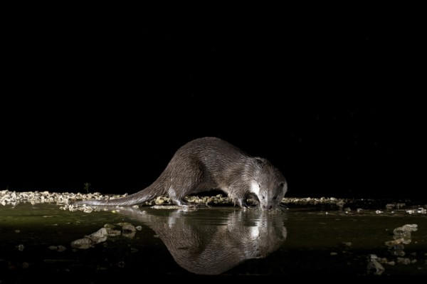 Otter (Lutra lutra), by a stream, Nostranska, Slovenia