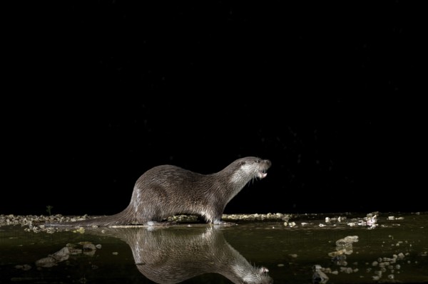 Otter (Lutra lutra), by a stream, Nostranska, Slovenia