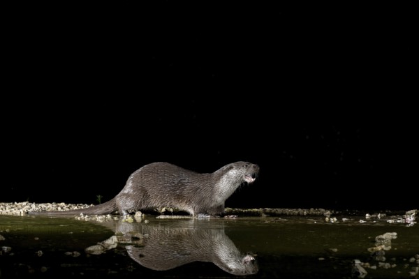Otter (Lutra lutra), by a stream, Nostranska, Slovenia