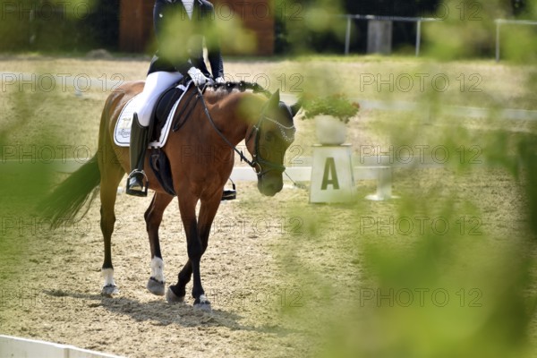 Horse and rider on the warm-up arena in preparation for a dressage test at an equestrian event, Rhineland-Palatinate, Germany