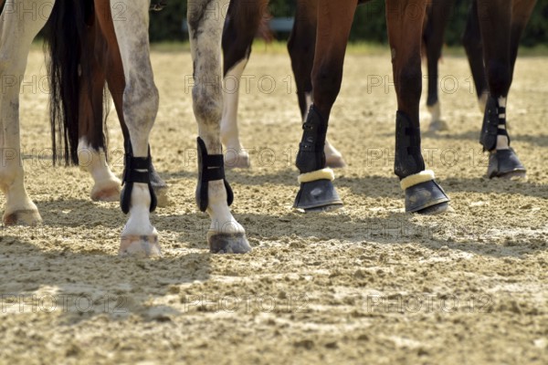 Close-up of horse legs with protective materials at an equestrian event, Rhineland-Palatinate, Germany