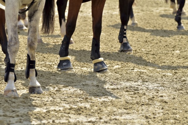 Close-up of horse legs with protective materials at an equestrian event, Rhineland-Palatinate, Germany