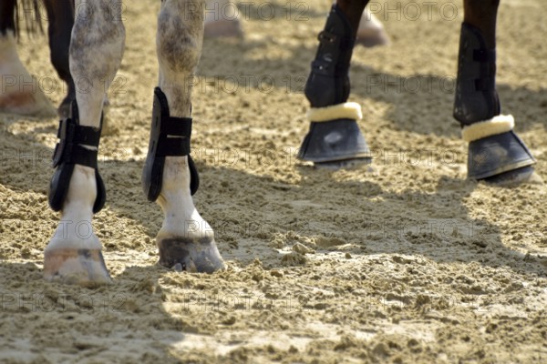 Close-up of horse legs with protective materials at an equestrian event, Rhineland-Palatinate, Germany
