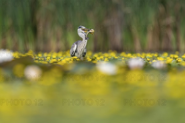 Grey heron (Ardea cinerea) in the water, with fish (catfish), Race, Slovenia