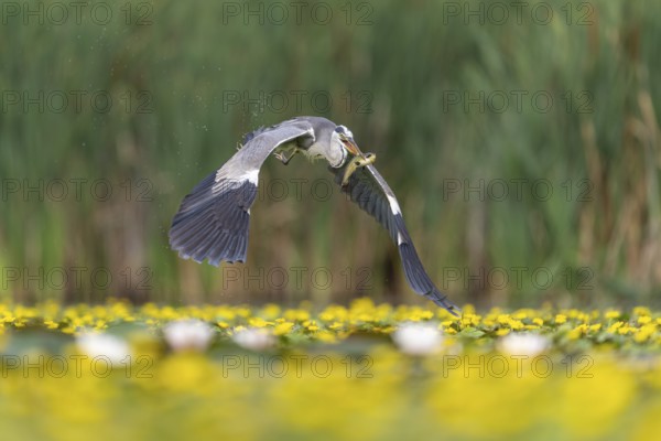 Grey heron (Ardea cinerea) flying, with fish (catfish), Race, Slovenia