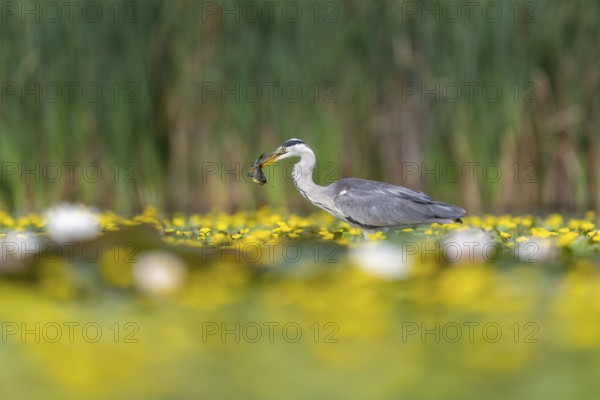 Grey heron (Ardea cinerea) in the water, with fish (catfish), Race, Slovenia