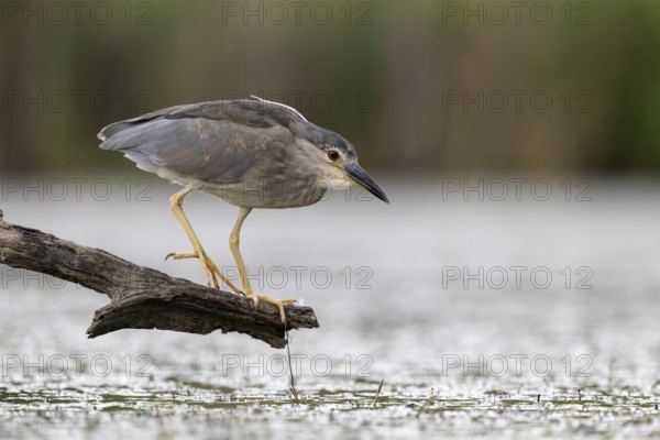 Night heron (Nycticorax nycticorax) lurking on a branch, Race, Slovenia
