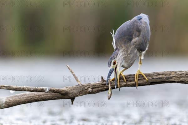 Night heron (Nycticorax nycticorax) with fish on branch, Race, Slovenia