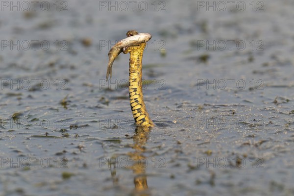 Dice snake (Natrix tessellata) Snake with fish in its mouth, swimming, Danube Delta, Romania