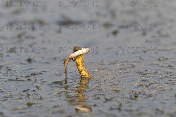 Dice snake (Natrix tessellata) Snake with fish in its mouth, swimming, Danube Delta, Romania