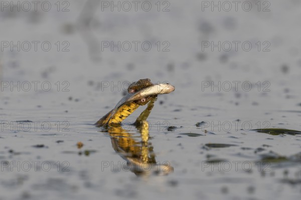 Dice snake (Natrix tessellata) Snake with fish in its mouth, swimming, Danube Delta, Romania