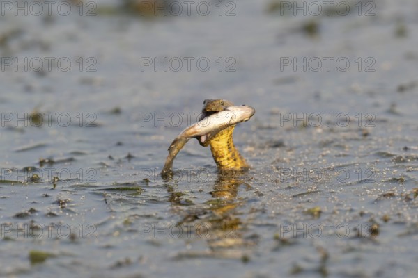 Dice snake (Natrix tessellata) Snake with fish in its mouth, swimming, Danube Delta, Romania
