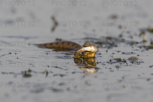 Dice snake (Natrix tessellata) Snake with fish in its mouth, swimming, Danube Delta, Romania