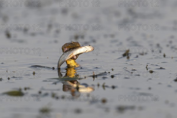 Dice snake (Natrix tessellata) Snake with fish in its mouth, swimming, Danube Delta, Romania