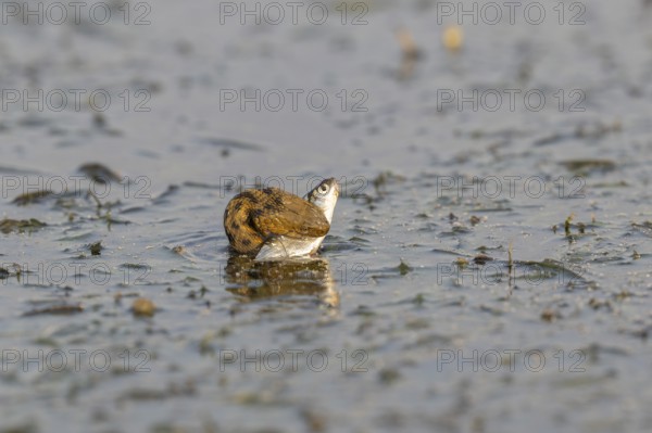 Dice snake (Natrix tessellata) Snake with fish in its mouth, swimming, Danube Delta, Romania