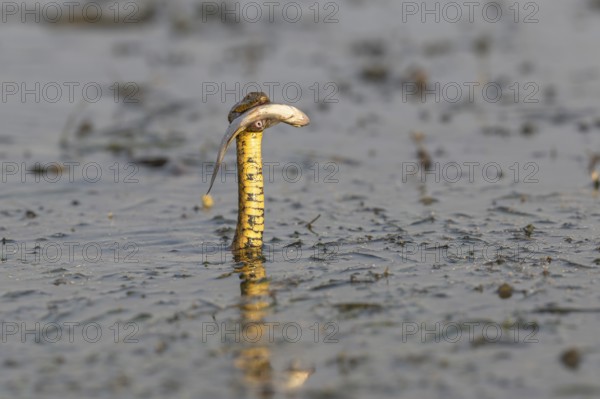 Dice snake (Natrix tessellata) Snake with fish in its mouth, swimming, Danube Delta, Romania