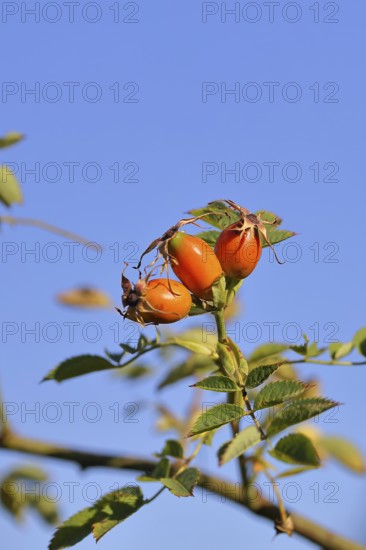Ripe rosehip fruit of the dog rose (Rosa canina) on a branch, in front of a blue sky, Wilnsdorf, North Rhine-Westphalia, Germany