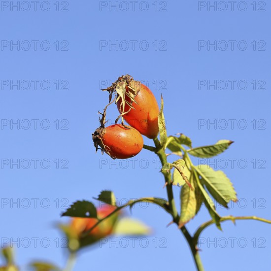 Ripe rosehip fruit of the dog rose (Rosa canina) on a branch, in front of a blue sky, Wilnsdorf, North Rhine-Westphalia, Germany