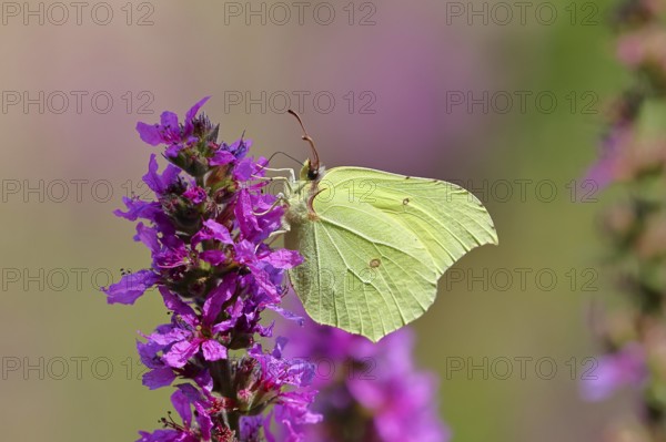 Lemon butterfly (Gonepteryx rhamni) feeding on a flower of purple loosestrife (Lythrum salicaria), Wilnsdorf, North Rhine-Westphalia, Germany