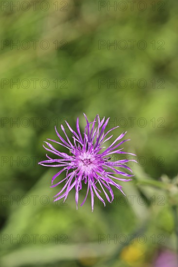 Meadow knapweed or common knapweed (Centaurea jacea), flower, Wilnsdorf, North Rhine-Westphalia, Germany