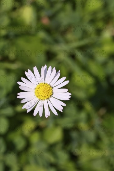 Daisy (Bellis perennis), flower on a lawn in a garden, Wilnsdorf, North Rhine-Westphalia, Germany