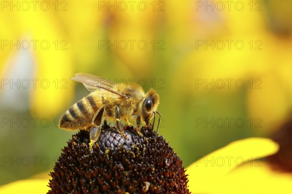 European honey bee (Apis mellifera), collecting nectar from a yellow coneflower (Echinacea paradoxa), macro photograph, Wilnsdorf, North Rhine-Westphalia, Germany