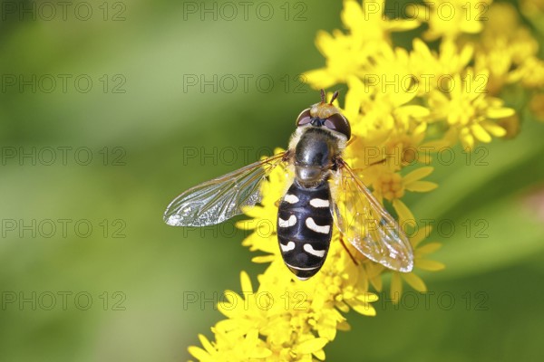 Scaeva pyrastri (Scaeva pyrastri), on Solidago canadensis (Solidago canadensis), Wilnsdorf, North Rhine-Westphalia, Germany