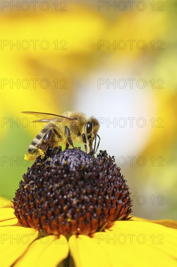 European honey bee (Apis mellifera), collecting nectar from a yellow coneflower (Echinacea paradoxa), macro photograph, Wilnsdorf, North Rhine-Westphalia, Germany