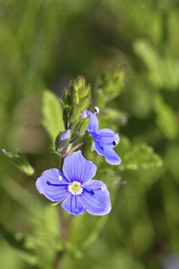 Gamander speedwell (Veronica chamaedrys), flowers in a deciduous forest, blue blossom, spring, Wilnsdorf, North Rhine-Westphalia, Germany