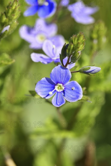 Gamander speedwell (Veronica chamaedrys), flowers in a deciduous forest, blue blossom, spring, Wilnsdorf, North Rhine-Westphalia, Germany