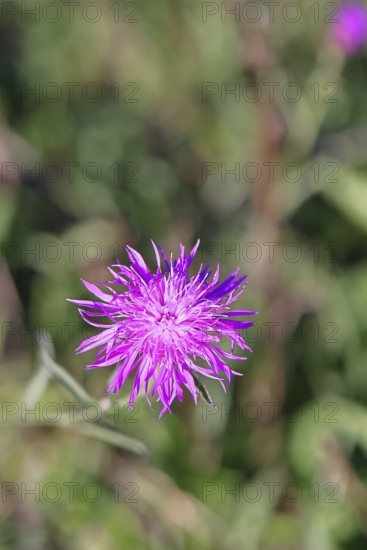 Meadow knapweed or common knapweed (Centaurea jacea), flower, Wilnsdorf, North Rhine-Westphalia, Germany