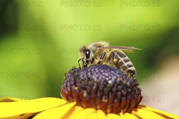 European honey bee (Apis mellifera), collecting nectar from a yellow coneflower (Echinacea paradoxa), macro photograph, Wilnsdorf, North Rhine-Westphalia, Germany