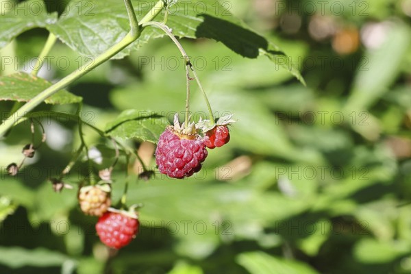 Wild raspberries (Rubus idaeus) ripe fruit on a vine in the forest, Wilnsdorf, North Rhine-Westphalia, Germany